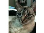 Adopt Zoey a Gray, Blue or Silver Tabby Domestic Shorthair / Mixed (short coat)