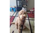 Adopt Charlie a Brown/Chocolate Labradoodle / Mixed dog in Lebanon