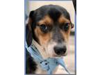 Adopt Puff in TX a Tricolor (Tan/Brown & Black & White) Beagle / Mixed dog in