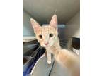 Adopt Red Admiral a Orange or Red Domestic Shorthair / Domestic Shorthair /