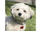 Adopt SAMUEL a White Bichon Frise / Poodle (Miniature) / Mixed dog in San