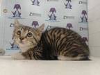 Adopt REMY a Brown Tabby Domestic Shorthair / Mixed (short coat) cat in Orlando