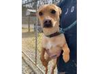 Adopt Angel a Brown/Chocolate Jack Russell Terrier / Mixed dog in Leitchfield