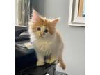 Adopt Lyon a Orange or Red Tabby Domestic Mediumhair / Mixed cat in Candler
