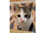 Adopt Maddie a White Domestic Shorthair / Mixed cat in Candler, NC (34765661)
