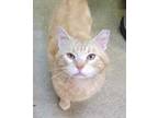 Adopt Garfield a Orange or Red Domestic Shorthair / Domestic Shorthair / Mixed