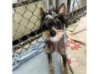 Adopt Shrimp a Black Chinese Crested / Mixed dog in Providence, RI (34767691)