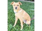 Adopt May a Tan/Yellow/Fawn Collie / Golden Retriever / Mixed dog in Newport