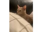 Adopt Cheetoh a Orange or Red Domestic Shorthair (short coat) cat in Phoenix