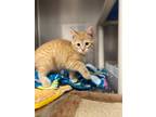 Adopt Molly a Orange or Red Domestic Shorthair cat in Carthage, MO (34767468)