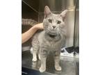 Adopt Earnhardt a Gray or Blue Domestic Shorthair cat in Carthage, MO (34767465)