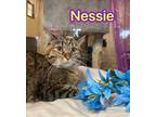 Adopt Nessie a All Black Domestic Mediumhair / Domestic Shorthair / Mixed cat in