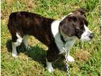 Adopt Myra a Brindle - with White Beagle / Boston Terrier / Mixed dog in Lyles