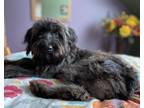 Adopt Floof a Black Maremma Sheepdog / Skye Terrier dog in Toronto