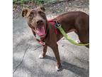 Adopt Socks a Brown/Chocolate Labrador Retriever / Mixed dog in Gainesville