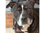 Adopt Teddy a American Pit Bull Terrier / Boxer / Mixed dog in Troy