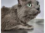 Adopt Beans a Domestic Mediumhair / Mixed cat in Kingston, NY (34767206)
