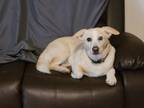 Adopt Maui a Tan/Yellow/Fawn - with White Labrador Retriever / Corgi / Mixed dog