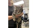 Adopt ROSS a Brown Tabby Domestic Shorthair / Mixed (short coat) cat in