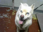 Adopt SUNNY a White Husky / Mixed dog in Atlanta, GA (32220841)