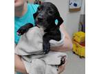 Adopt Levi a Black Bluetick Coonhound / Mixed dog in Indianapolis, IN (34767267)