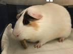 Adopt Lolo a Guinea Pig small animal in New York, NY (34767245)