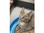 Adopt Saki a Gray or Blue Domestic Shorthair / Domestic Shorthair / Mixed cat in