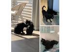 Adopt Jinx & Jet a All Black Domestic Shorthair (short coat) cat in Medford