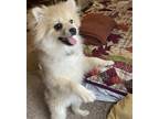 Adopt Yukon a Tan/Yellow/Fawn Pomeranian / Mixed dog in Goshen, IN (34739823)