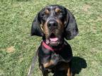 Adopt Zippy a Black Black and Tan Coonhound / Mixed dog in Boulder