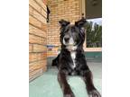 Adopt Bailey a Black - with White Mixed Breed (Medium) dog in Irwin