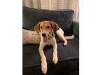 Adopt Ribbon a Tricolor (Tan/Brown & Black & White) Foxhound dog in Irwin