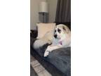 Adopt Bella a White Great Pyrenees / Mixed dog in South Elgin, IL (34766958)