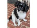 Adopt Chauncy a White - with Black Cavalier King Charles Spaniel / Cocker