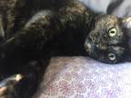 Adopt Tou a Tortoiseshell Domestic Mediumhair / Mixed (medium coat) cat in Falls