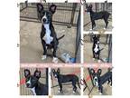 Adopt MARJORIE a Black - with White Border Collie / Boxer dog in Mesa