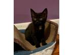 Adopt Quasi (Momma Quinn kitten) a All Black American Shorthair cat in Columbia
