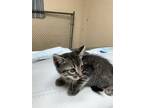 Adopt ROCOCO a Brown Tabby Domestic Shorthair / Mixed (short coat) cat in