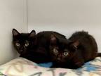 Adopt DOVE a All Black Domestic Shorthair / Mixed (short coat) cat in Tulsa