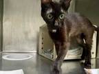 Adopt WOODPECKER a All Black Domestic Shorthair / Mixed (short coat) cat in