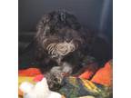 Adopt FRANK a Black - with Gray or Silver Poodle (Miniature) / Mixed dog in