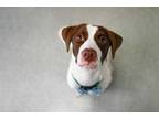 Adopt SHILOH a White - with Brown or Chocolate Foxhound / Beagle / Mixed dog in
