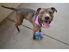 Adopt Bingle Bug a Brown/Chocolate Staffordshire Bull Terrier / Mixed dog in