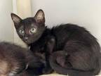 Adopt BLUE JAY a All Black Domestic Shorthair / Mixed (short coat) cat in Tulsa
