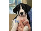 Adopt Tim McGraw a Black - with White Mixed Breed (Large) / Mixed dog in