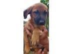 Adopt Tuk Tuk Local a Red/Golden/Orange/Chestnut - with Black Mixed Breed