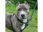 Adopt Fisher a Gray/Blue/Silver/Salt & Pepper American Pit Bull Terrier / Mixed