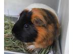 Adopt Pebbles a Black Guinea Pig / Guinea Pig / Mixed small animal in