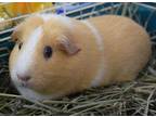 Adopt Nilla a Buff Guinea Pig / Guinea Pig / Mixed small animal in Williamsburg