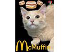 Adopt McMuffin a Tan or Fawn Domestic Shorthair / Domestic Shorthair / Mixed cat